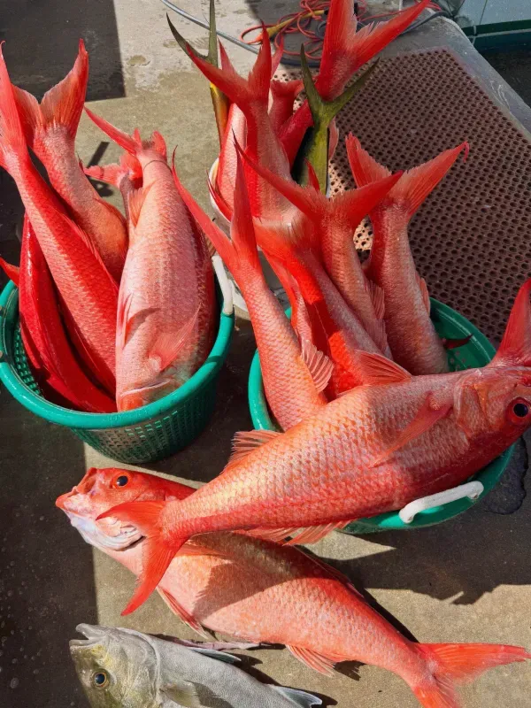 Queen Snapper : Deep Drop 